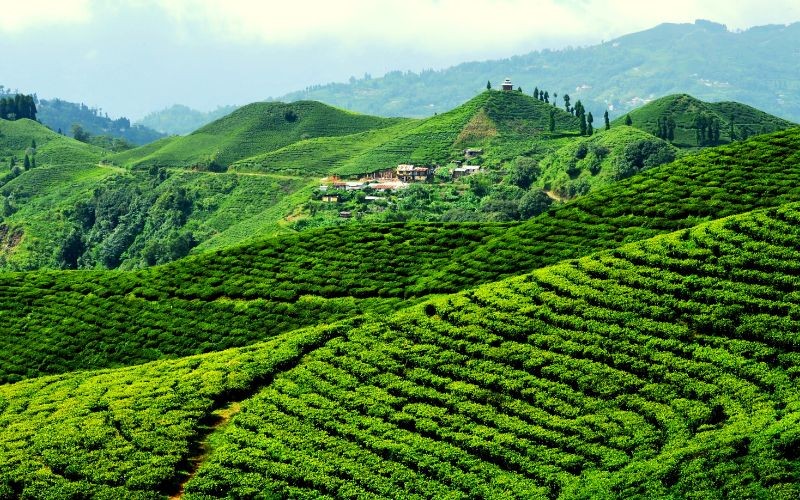 Tea, trade and the eastern hills