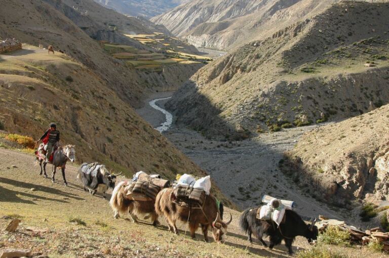 Yak caravan near Saldang in Upper Dolpo, Nepal, reflecting the caravan tradition portrayed in Himalaya (Caravan)