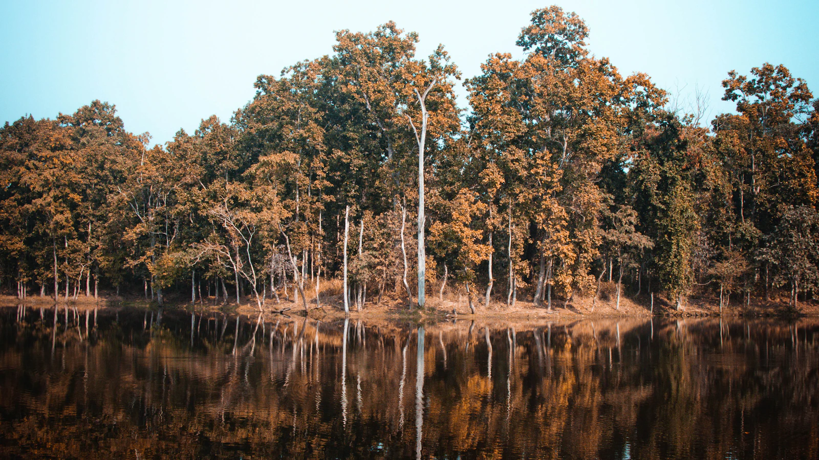 Still water surrounded by leafy trees in Nepal, illustrating Ilam's wetland and forest landscapes