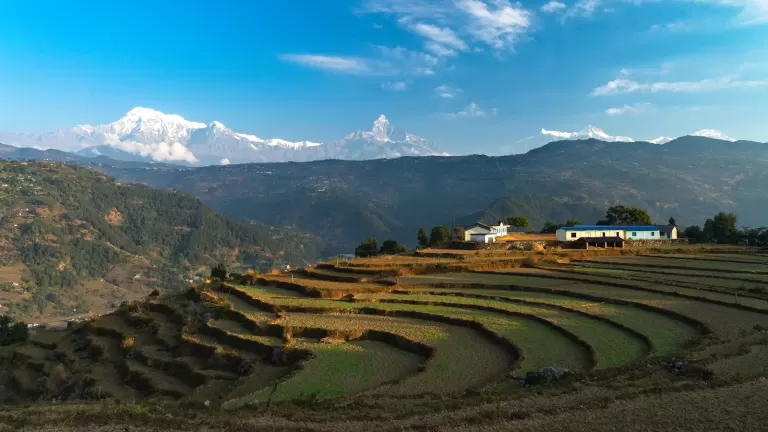 Terraced green rice fields with distant Himalayan hills illustrating Nepal's mountain farming