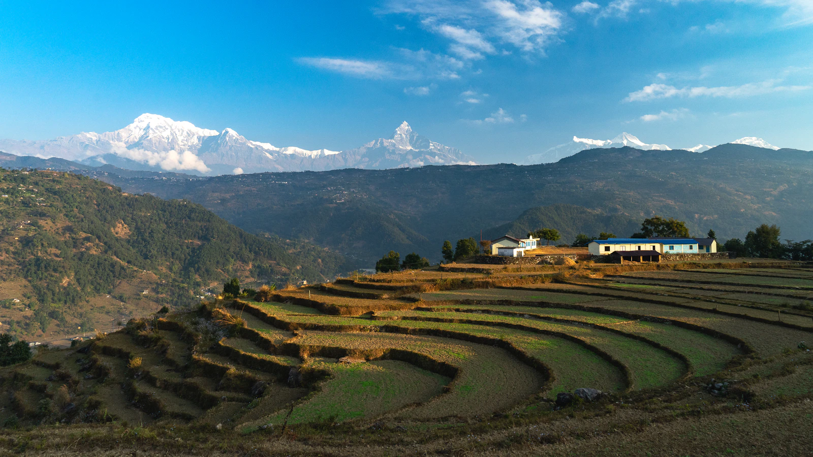 Terraced green rice fields with distant Himalayan hills illustrating Nepal's mountain farming