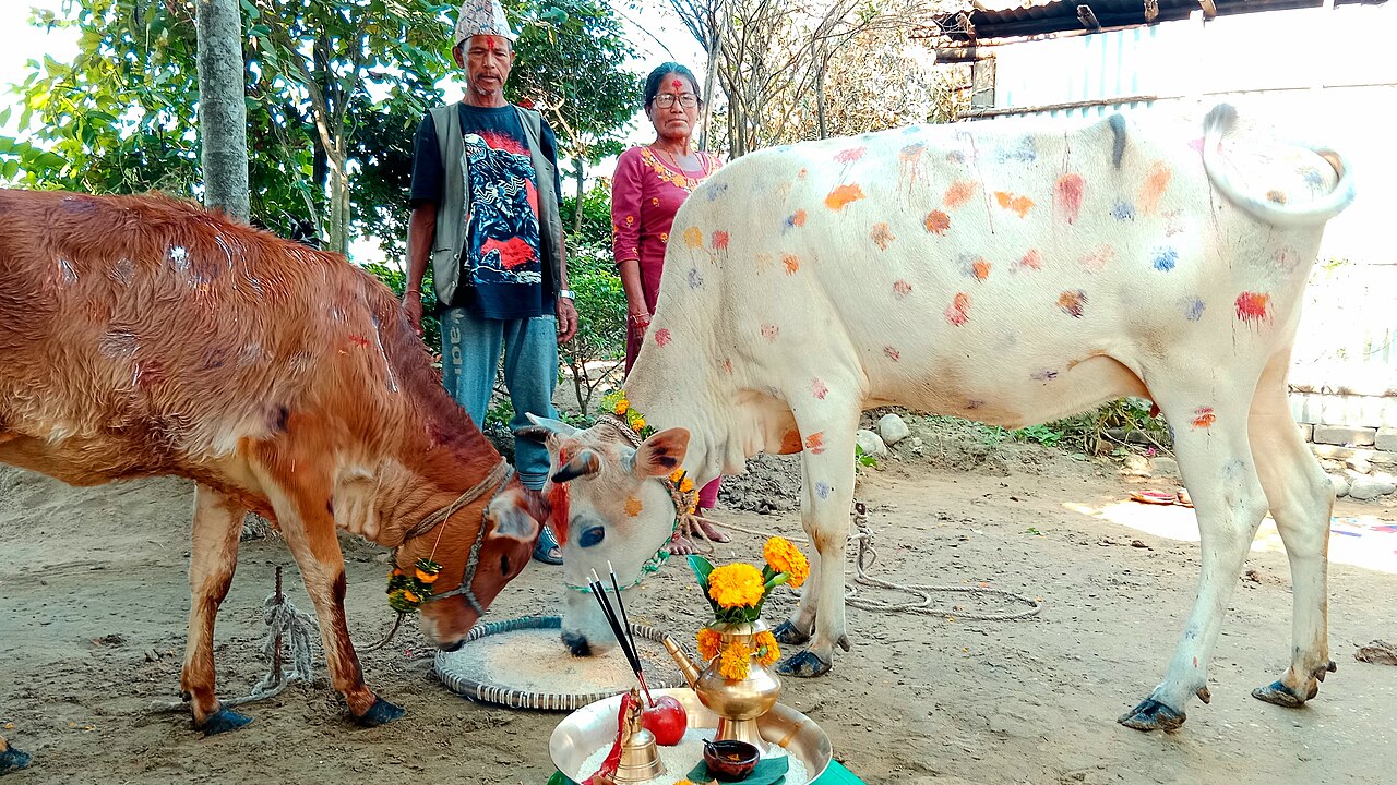 Family worshipping decorated cows during Gai Tihar in Nepal