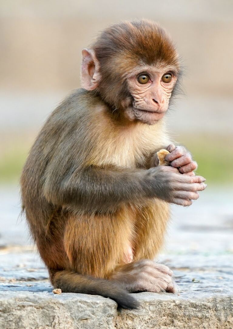 Rhesus macaque, the monkey species involved in crop conflict in Nepal