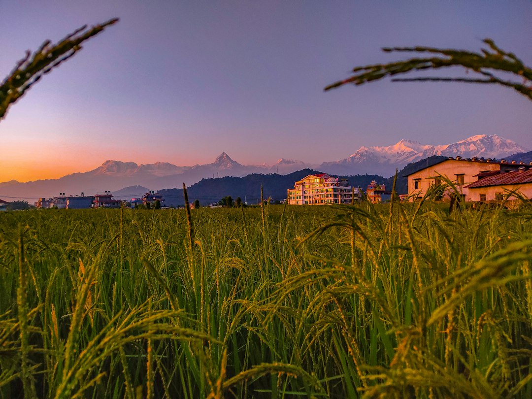Agricultural field and mountains in rural Nepal